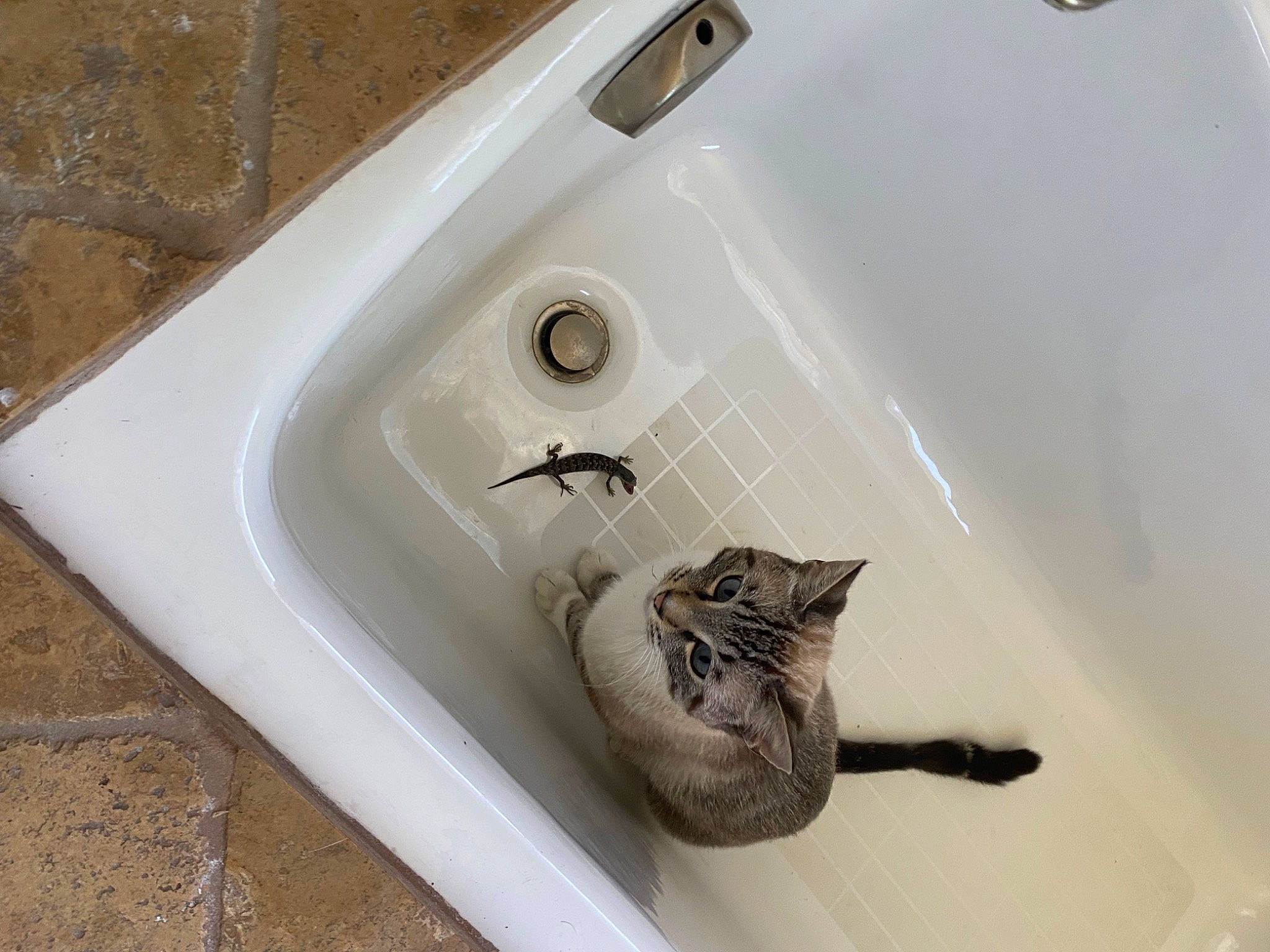 Hunter joined the competition — help win amazing prizes! automotive_lighting, bathroom, bathroom_sink, carnivore, cat, composite_material, domestic_short_haired_cat, drain, felidae, flooring, household_hardware, metal, plumbing, plumbing_fixture, rectangle, room, small_to_medium_sized_cats, tail, tap, whiskers