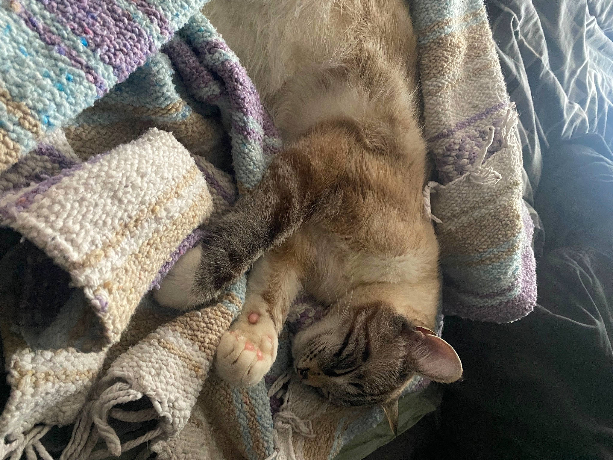 Hunter is registered to the contest to win money with this photo: carnivore, cat, claw, comfort, domestic_short_haired_cat, electric_blue, felidae, fur, grey, human_leg, linens, pattern, paw, small_to_medium_sized_cats, tail, textile, whiskers, wool, woolen, woven_fabric