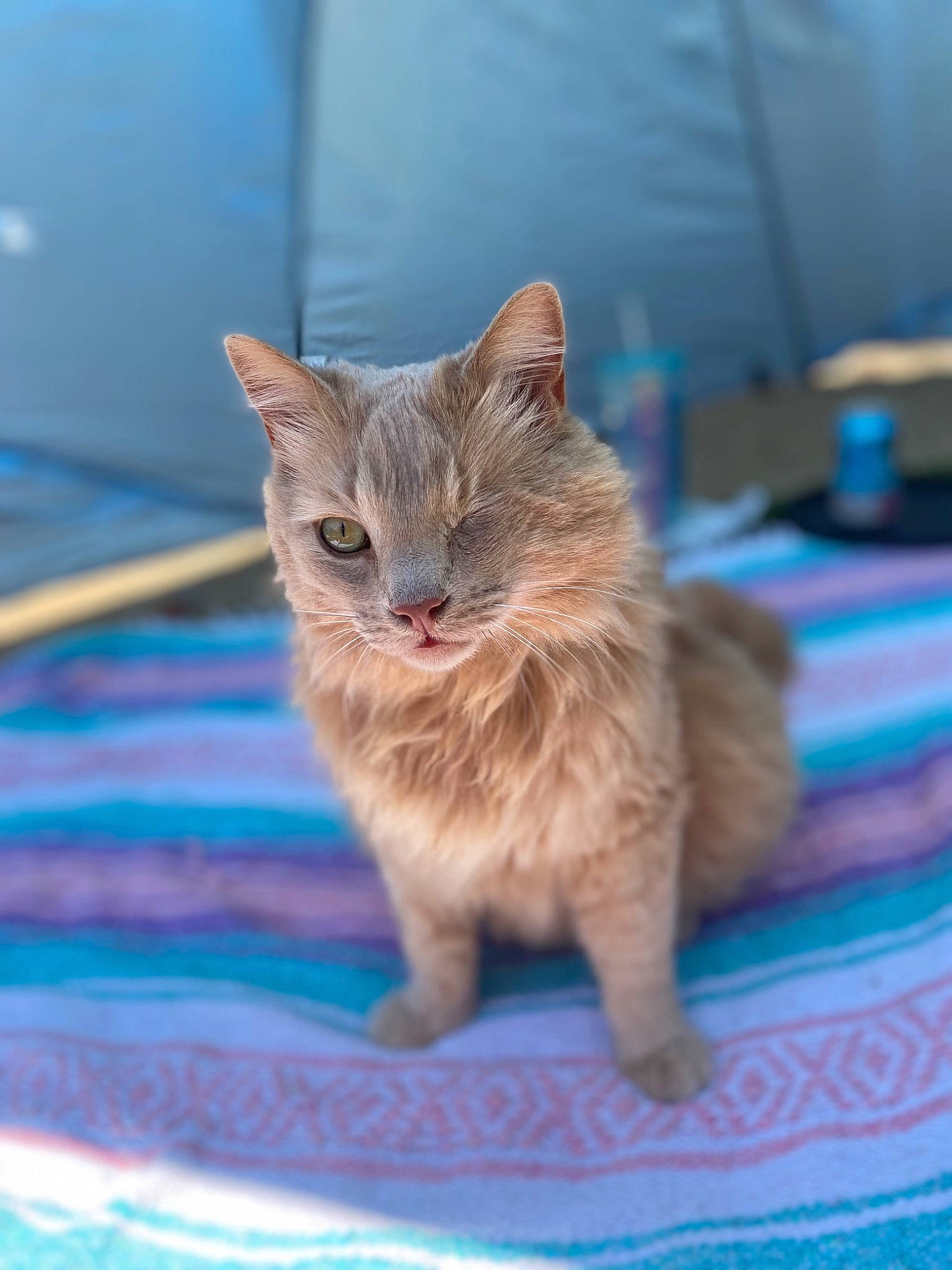 Odin joined the competition — help win amazing prizes! carnivore, cat, claw, domestic_short_haired_cat, fawn, felidae, fur, paw, small_to_medium_sized_cats, tail, terrestrial_animal, whiskers, wildlife
