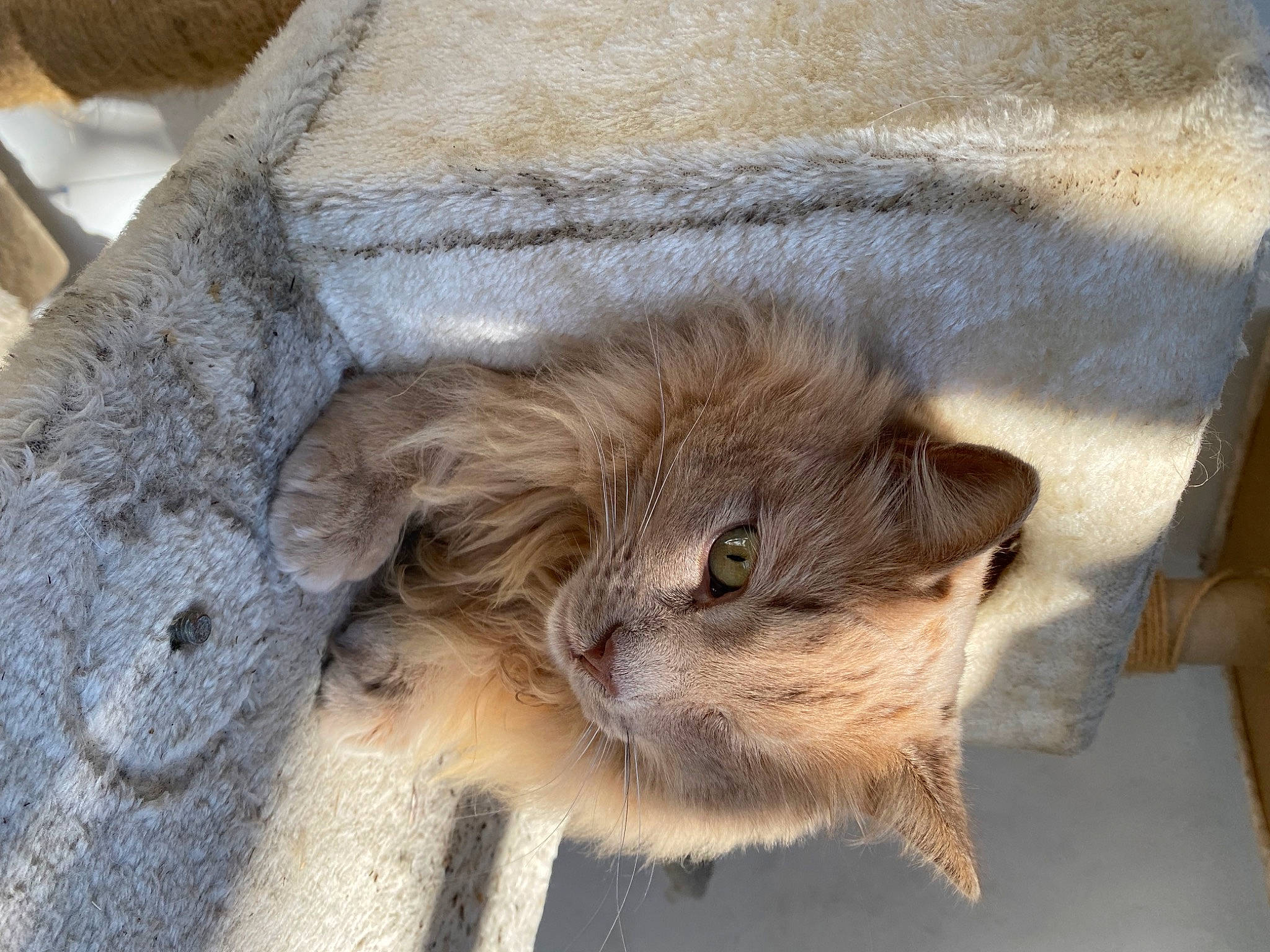 Odin joined the competition — help win amazing prizes! carnivore, cat, claw, domestic_short_haired_cat, eye, fawn, felidae, flooring, fur, grey, small_to_medium_sized_cats, snout, tail, terrestrial_animal, whiskers, wildlife, wood