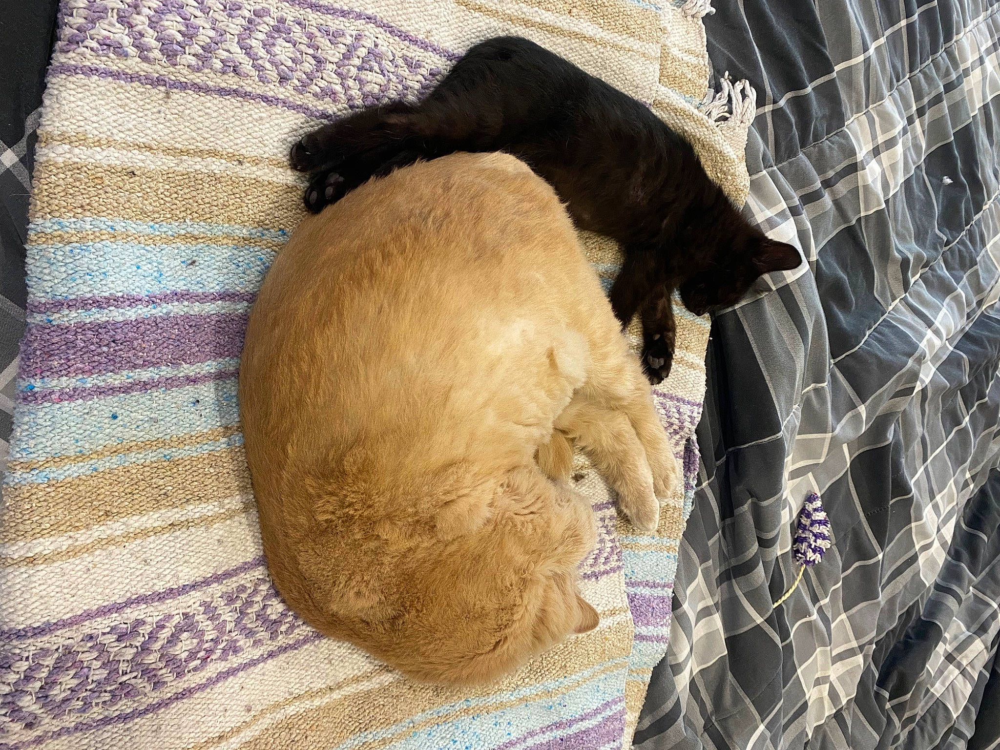 Omen joined the competition — help win amazing prizes! animal_shelter, carnivore, cat, cat_supply, claw, comfort, companion_dog, domestic_short_haired_cat, fawn, felidae, fur, linens, mesh, nap, pet_supply, small_to_medium_sized_cats, tail, terrestrial_animal, textile, whiskers