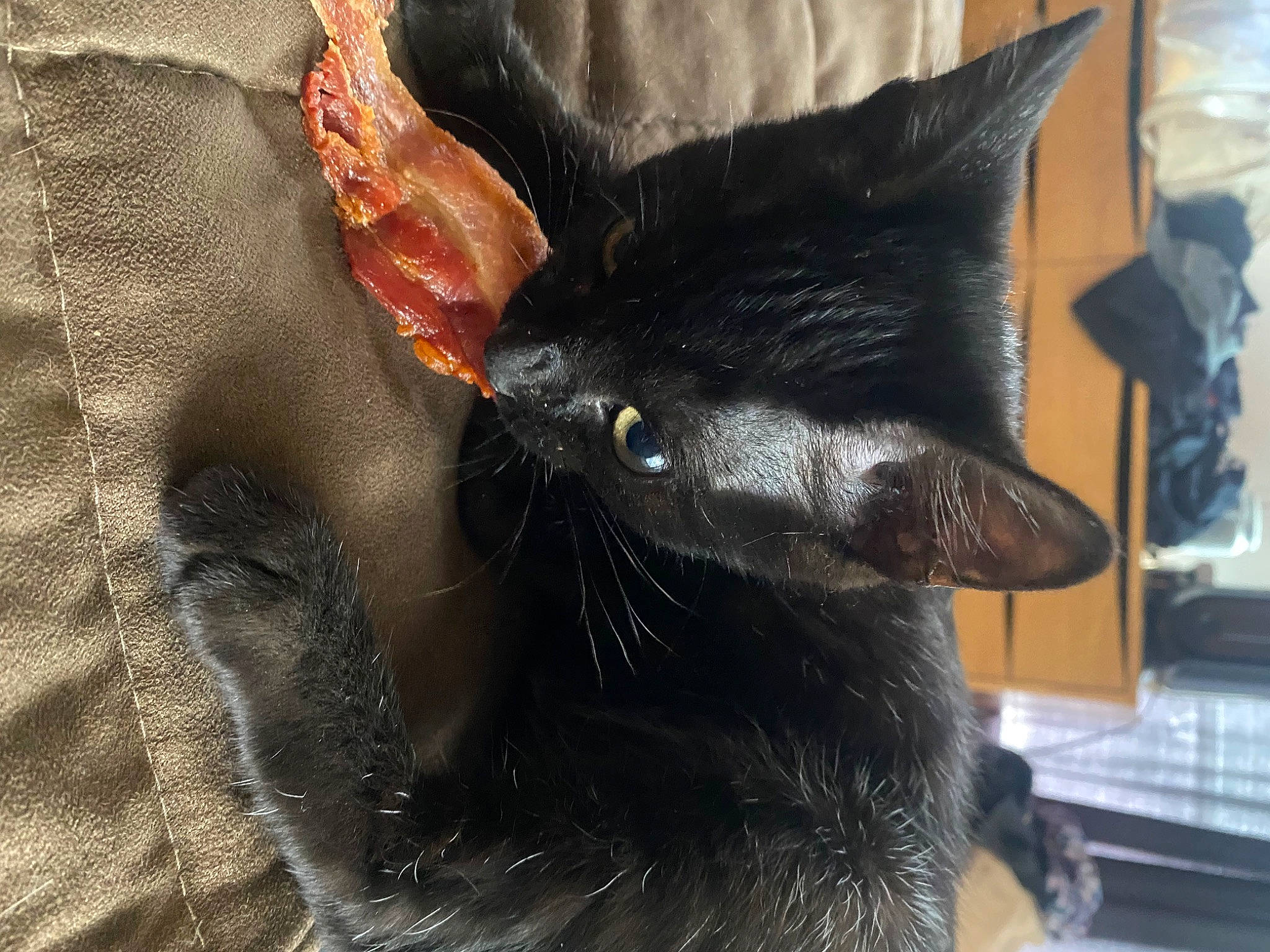 Omen is registered to the contest to win money with this photo: black_cat, bombay, carmine, carnivore, cat, claw, comfort, domestic_short_haired_cat, ear, felidae, fur, small_to_medium_sized_cats, snout, tail, terrestrial_animal, whiskers, window