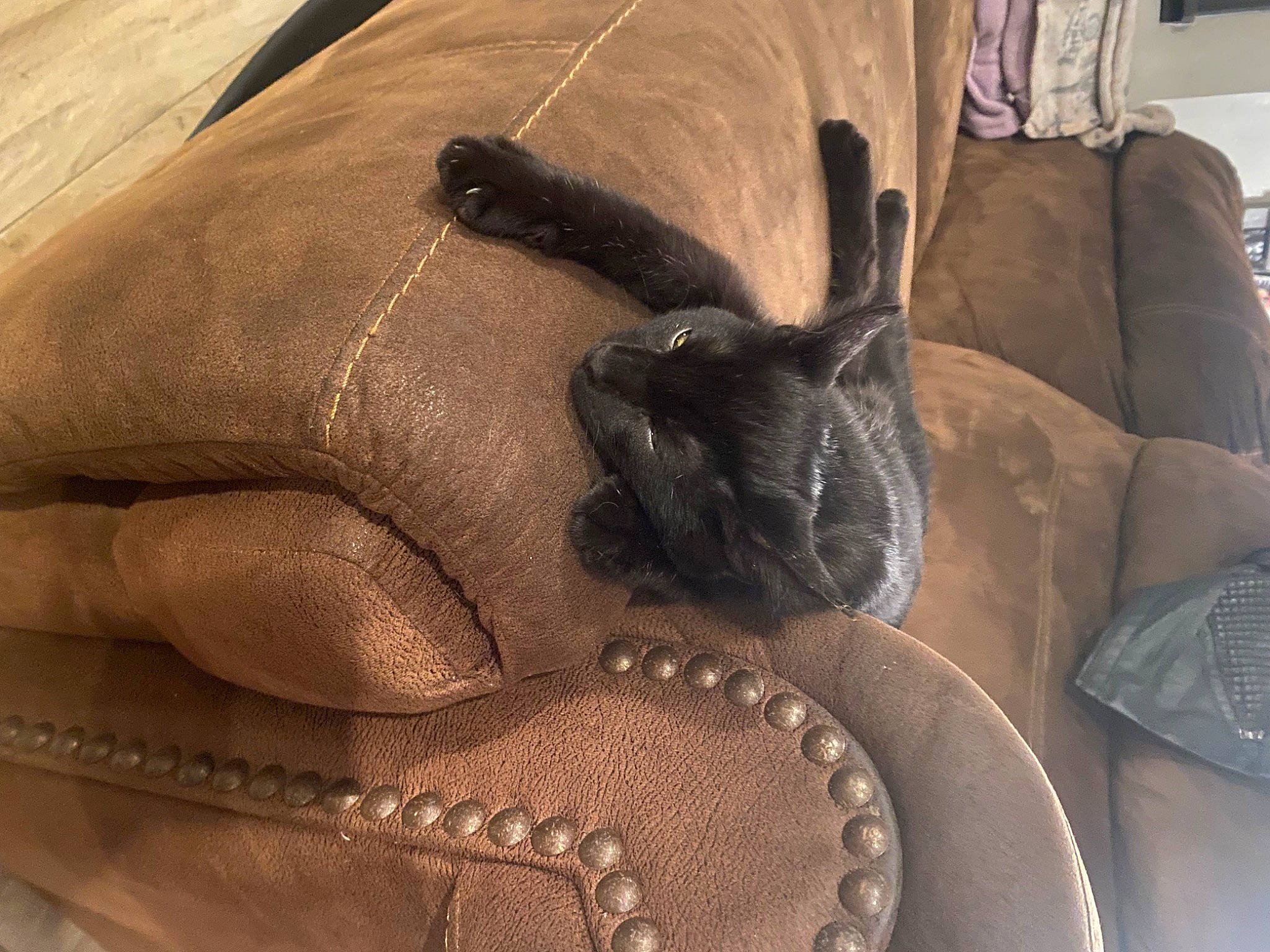 Omen joined the competition — help win amazing prizes! bag, bat, comfort, couch, fashion_accessory, fawn, fur, gesture, glove, grey, human_leg, linens, luggage_and_bags, nail, personal_protective_equipment, textile, wood, working_animal, wrinkle, wrist