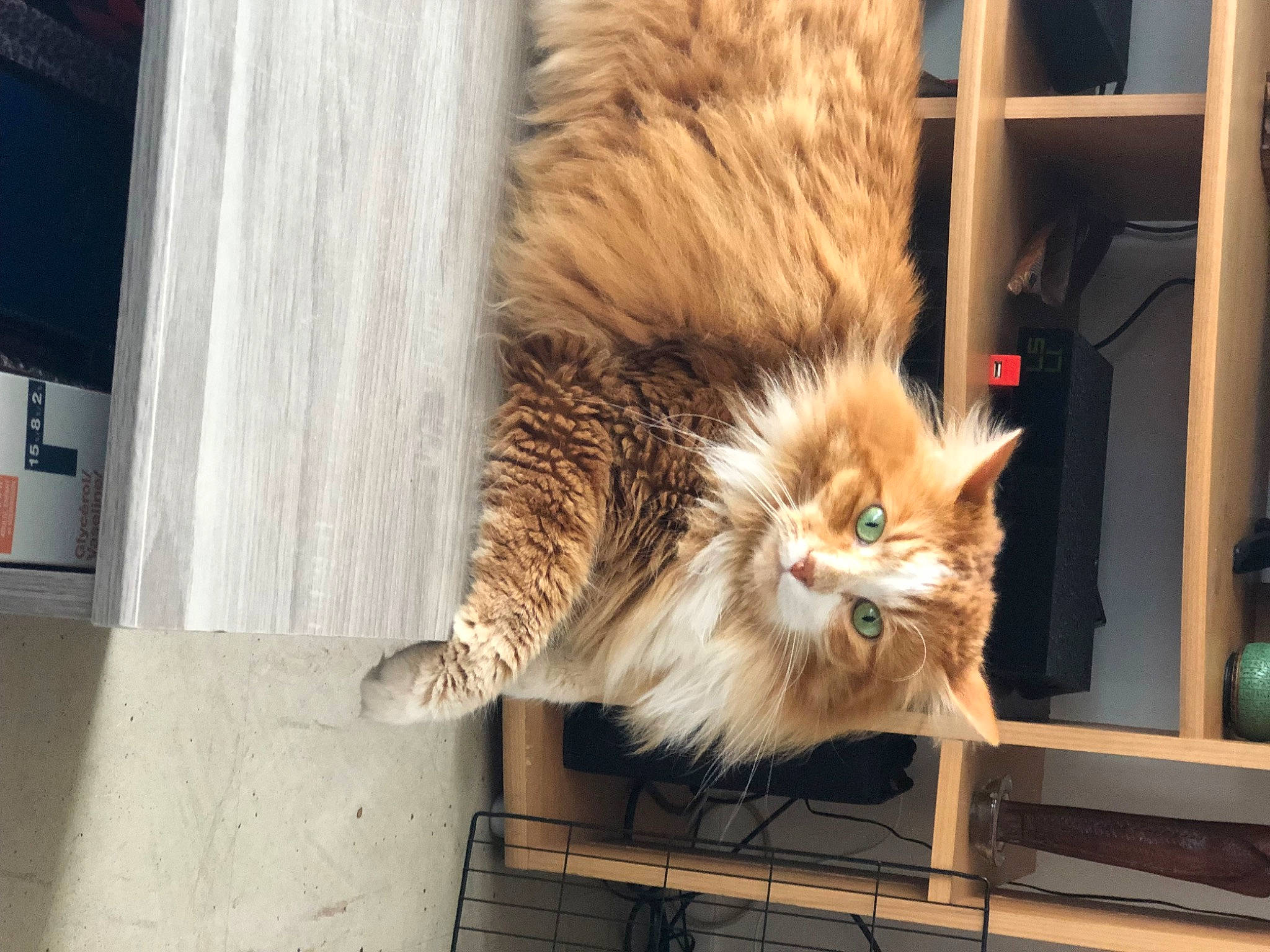 Tigrou participe au concours pour gagner de l'argent avec cette photo : british_longhair, carnivore, cat, claw, devon_rex, domestic_short_haired_cat, fawn, felidae, fur, maine_coon, paw, plant, sitting, small_to_medium_sized_cats, snout, tail, terrestrial_animal, whiskers, window, wood