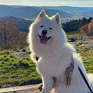 Tsuki participe au concours pour gagner de l'argent avec cette photo : dog, white_dog, fluffy, bench, outdoor, mountains, landscape, grass, sky, clouds, sunlight, nature, happy, muddy_paws, scenic, pet, canine, leash, bandana, smiling