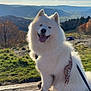 dog, white_dog, fluffy, bench, outdoor, mountains, landscape, grass, sky, clouds, sunlight, nature, happy, muddy_paws, scenic, pet, canine, leash, bandana, smiling