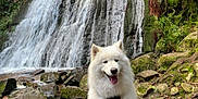 Tsuki a rejoint le concours — aidez-le/la à gagner de superbes lots ! dog, white_dog, waterfall, rock, moss, forest, trees, nature, outdoor, happy, pet, leash, sunlight, greenery, wildlife, animal, cascade, scenic, landscape, canine