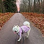 dog, white_dog, raincoat, leash, forest, autumn, path, trees, fallen_leaves, outdoor, walking, pet, canine, nature, seasonal, trail, happy, tongue_out, daytime, scenic