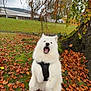 Tsuki participe au concours pour gagner de l'argent avec cette photo : dog, white_dog, fluffy, autumn, leaves, tree, grass, outdoor, nature, park, cloudy_sky, harness, pet, canine, fall, bark, tree_trunk, animal, playful, happy