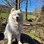 dog, white_dog, fluffy, outdoor, nature, rock, tree, forest, path, sunny, daylight, grass, moss, smiling_dog, animal, pet, canine, blue_sky, bare_trees, happy