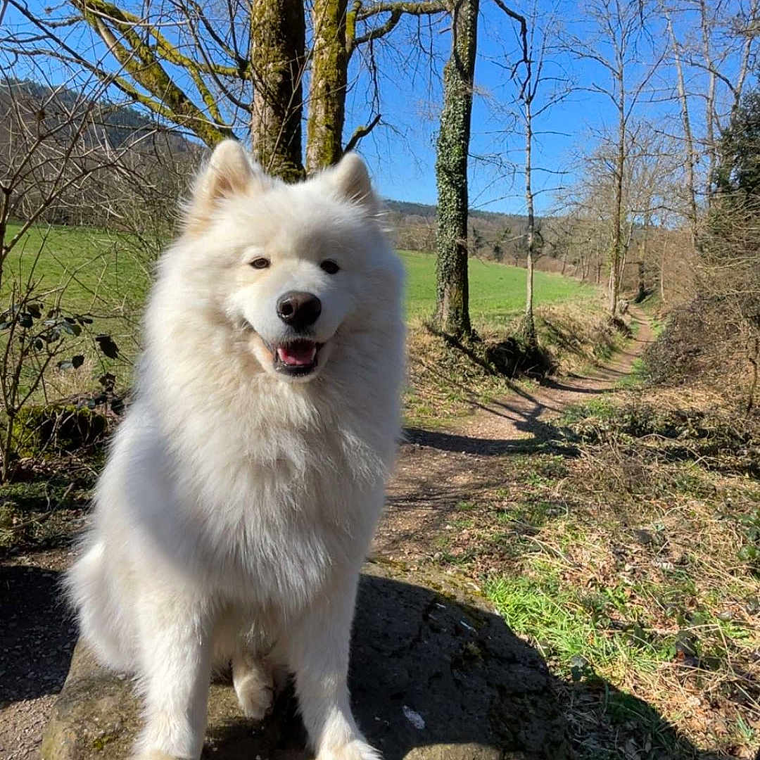 Tsuki participe au concours pour gagner de l'argent avec cette photo : animal, bare_trees, blue_sky, canine, daylight, dog, fluffy, forest, grass, happy, moss, nature, outdoor, path, pet, rock, smiling_dog, sunny, tree, white_dog