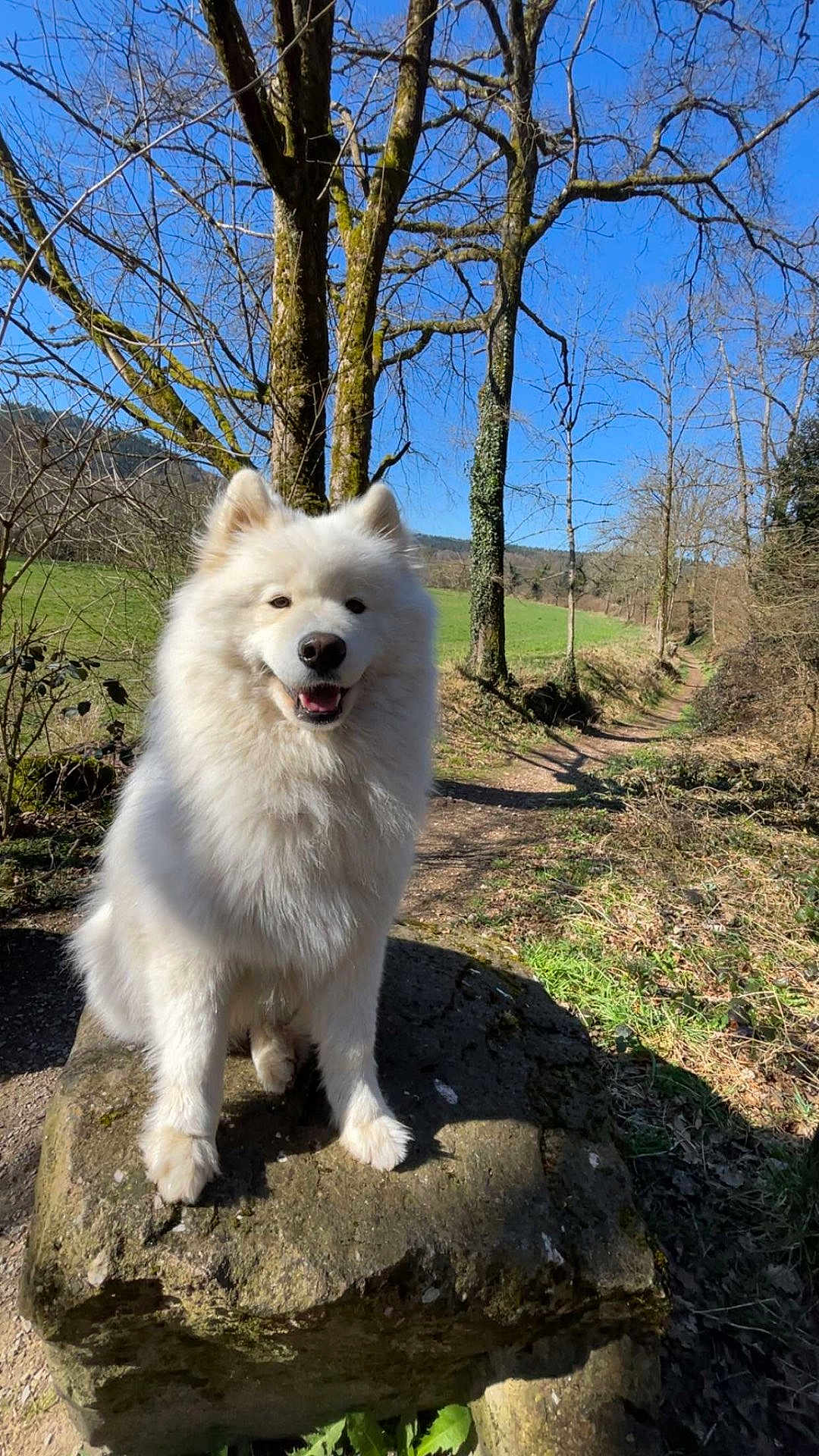 Tsuki participe au concours pour gagner de l'argent avec cette photo : dog, white_dog, fluffy, outdoor, nature, rock, tree, forest, path, sunny, daylight, grass, moss, smiling_dog, animal, pet, canine, blue_sky, bare_trees, happy