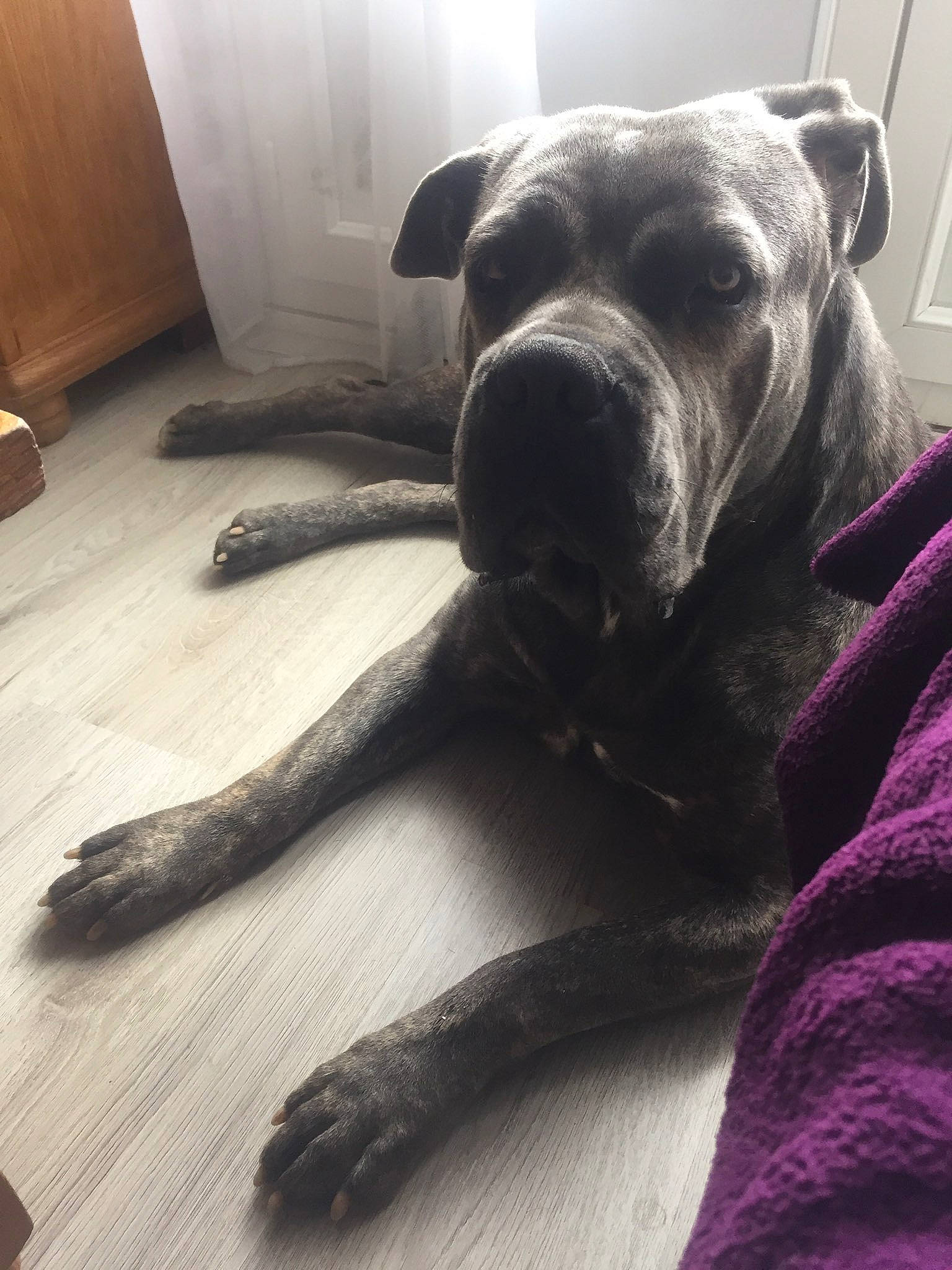 Olya a rejoint le concours — aidez-le/la à gagner de superbes lots ! alaunt, american_bulldog, american_pit_bull_terrier, bandog, bullmastiff, cane_corso, canidae, carnivore, companion_dog, dog, dog_breed, fawn, guard_dog, mammal, molosser, non_sporting_group, pit_bull, snout, tail