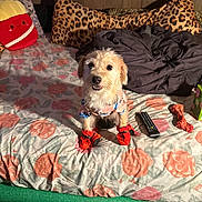 Sheba joined the competition — help win amazing prizes! dog, bed, pillow, plush_toy, remote_control, dog_toy, blanket, floral_pattern, leopard_print, clothing, red_booties, indoor, wood_panel_wall, cute, pet, small_dog, fabric, room, toy, sitting