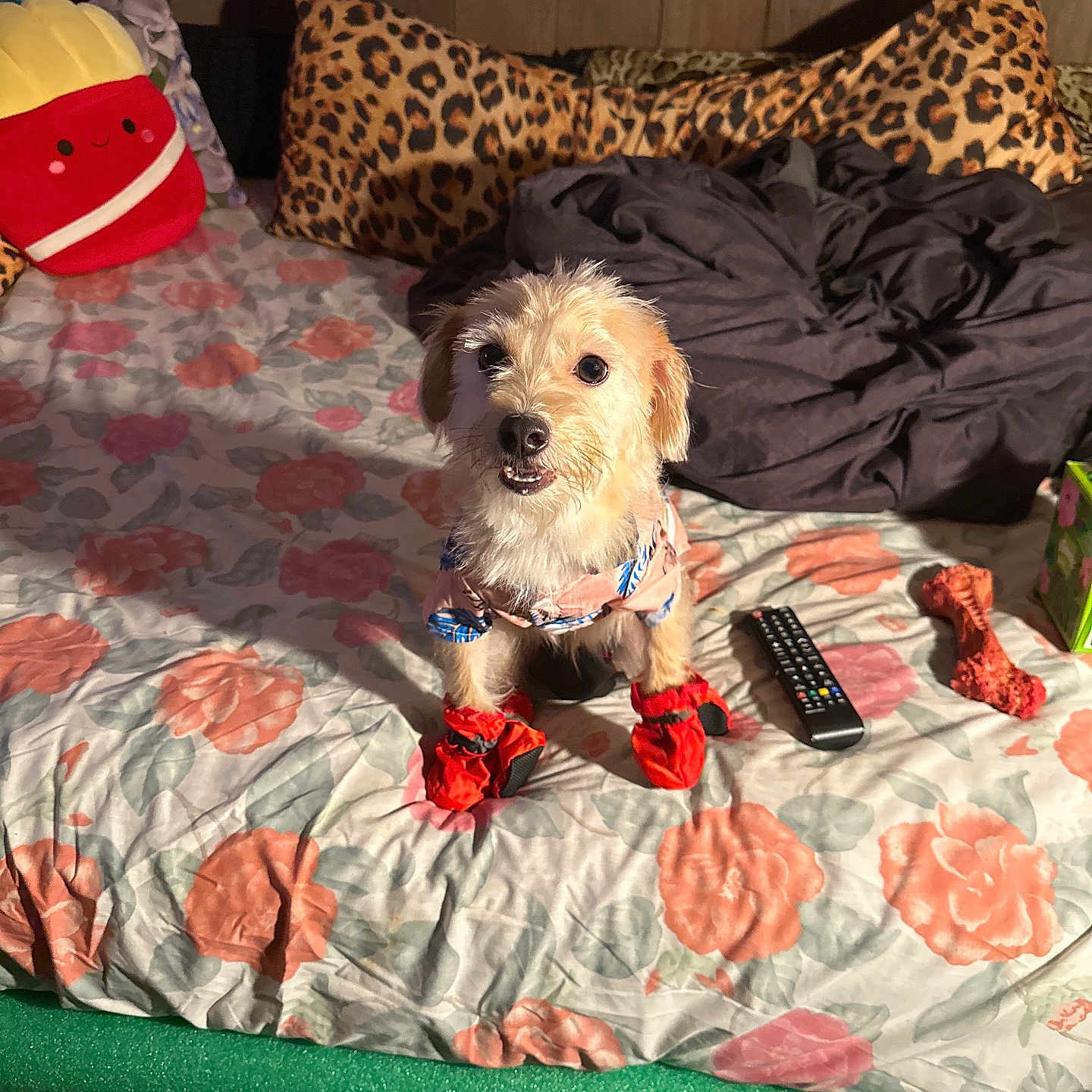 Sheba joined the competition — help win amazing prizes! dog, bed, pillow, plush_toy, remote_control, dog_toy, blanket, floral_pattern, leopard_print, clothing, red_booties, indoor, wood_panel_wall, cute, pet, small_dog, fabric, room, toy, sitting