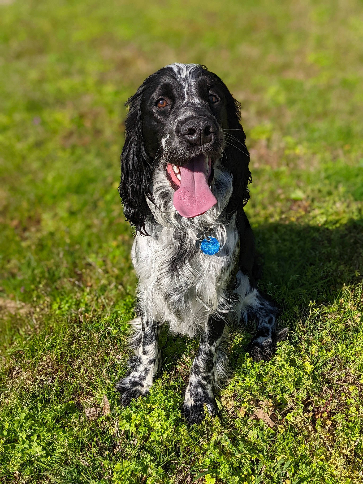Tuck is registered to the contest to win money with this photo: biting, canidae, carnivore, companion_dog, dog, dog_breed, fur, grass, gun_dog, hunting_dog, liver, non_sporting_group, snout, soil, spaniel, sporting_group, terrestrial_animal, water_dog, working_animal, working_dog