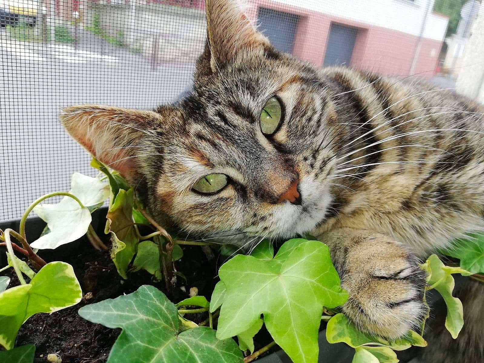 Kaly participe au concours pour gagner de l'argent avec cette photo : aegean_cat, american_shorthair, carnivore, cat, domestic_short_haired_cat, dragon_li, european_shorthair, eye, felidae, grass, leaf, pixie_bob, plant, small_to_medium_sized_cats, snout, tabby_cat, toyger, tree, whiskers, wild_cat