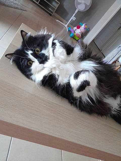 Charlie a rejoint le concours — aidez-le/la à gagner de superbes lots ! cardboard, carnivore, cat, claw, comfort, domestic_short_haired_cat, felidae, flooring, fur, hardwood, paw, room, small_to_medium_sized_cats, tail, whiskers, wood