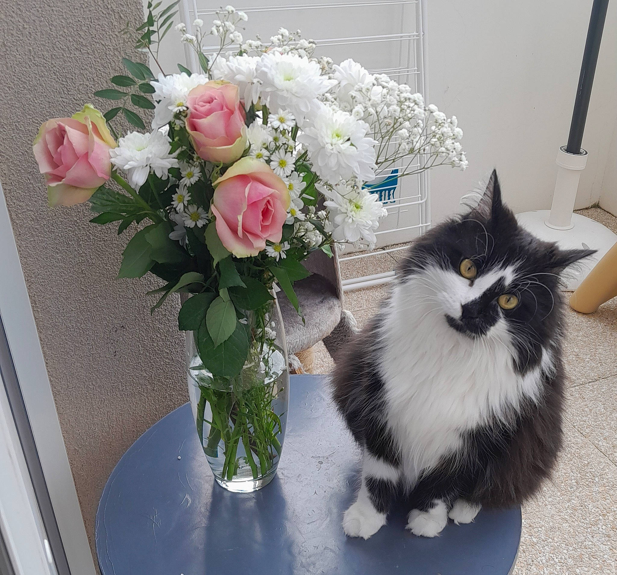 Charlie a rejoint le concours — aidez-le/la à gagner de superbes lots ! artificial_flower, bouquet, carnivore, cat, cut_flowers, felidae, floral_design, flower, flower_arranging, flowerpot, hybrid_tea_rose, petal, plant, rose, rose_family, rose_order, small_to_medium_sized_cats, tail, vase, whiskers