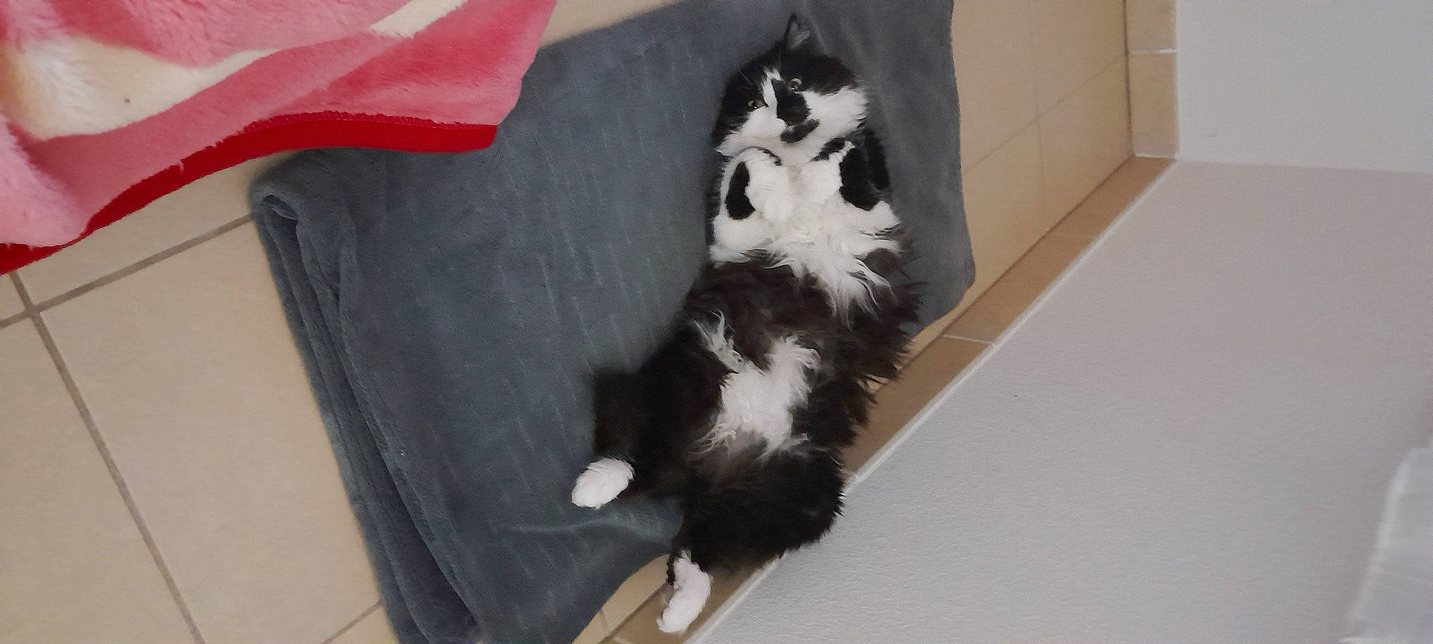 Charlie participe au concours pour gagner de l'argent avec cette photo : canidae, carnivore, cat, cat_supply, claw, comfort, companion_dog, dog_breed, felidae, fur, paw, pet_supply, small_to_medium_sized_cats, sporting_group, tail, terrestrial_animal, whiskers