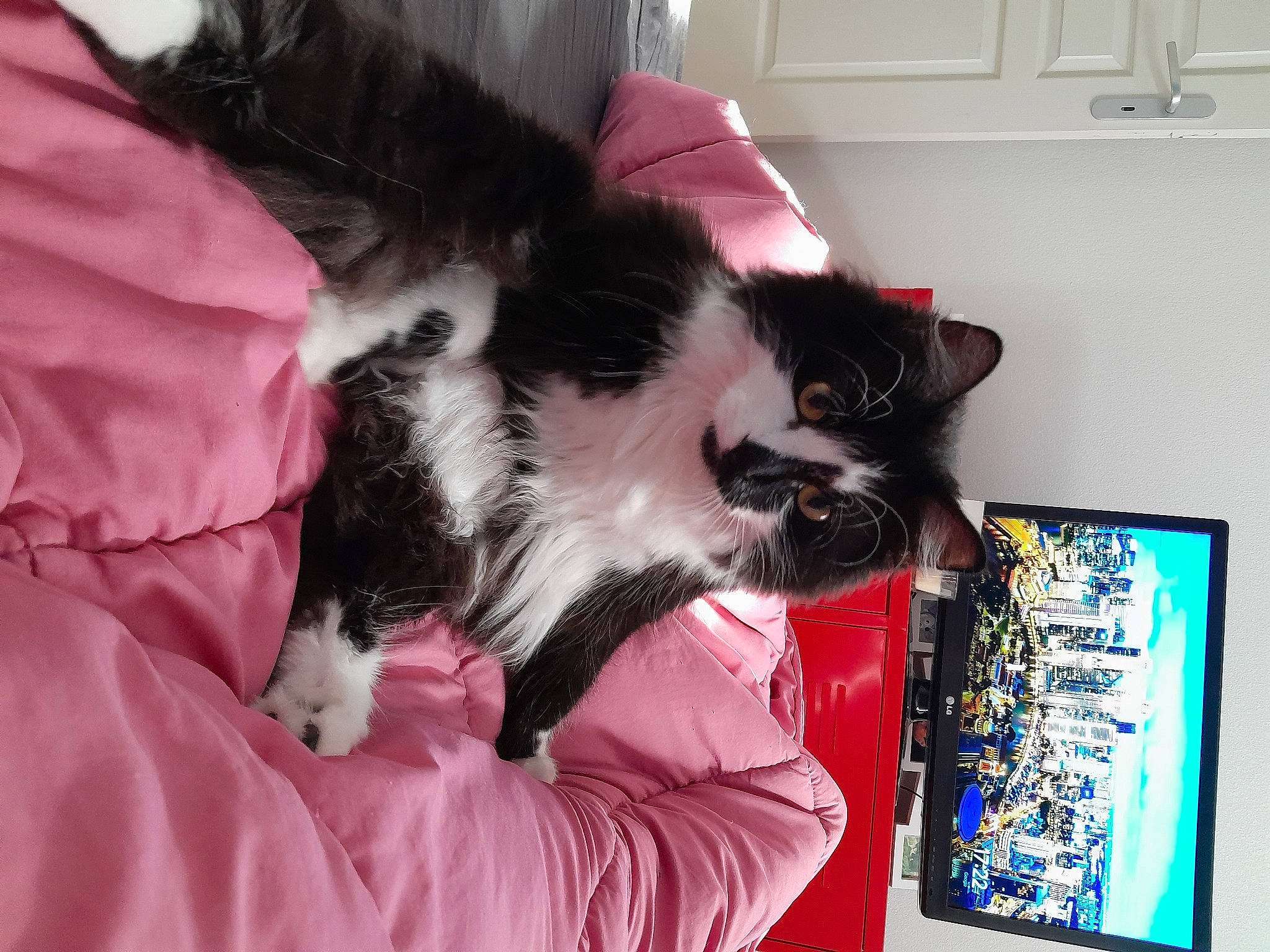 Charlie a rejoint le concours — aidez-le/la à gagner de superbes lots ! canidae, carnivore, cat, claw, comfort, companion_dog, computer_monitor, dog_breed, domestic_short_haired_cat, felidae, fur, kitchen_appliance, lap, paw, room, small_to_medium_sized_cats, sporting_group, tail, wall_plate, whiskers