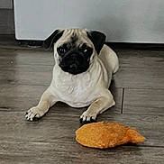 Coco joined the competition — help win amazing prizes! dog, pug, pet, animal, floor, toy, plush_toy, indoor, cute, lying_down, brown, black, face, ears, eyes, nose, fur, domestic, companion, playful