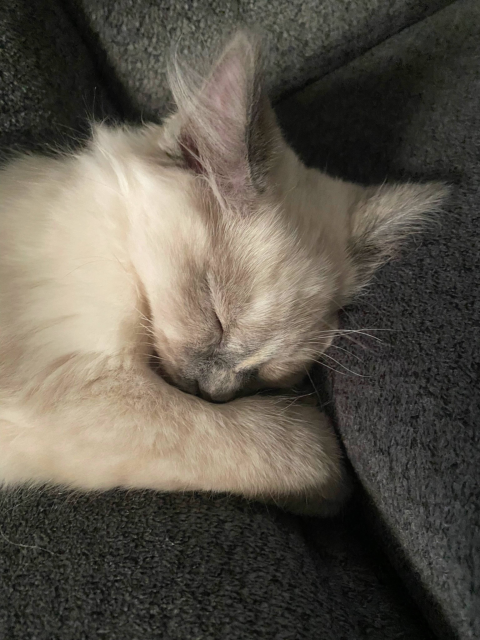 Light is registered to the contest to win money with this photo: carnivore, cat, claw, cloud, comfort, domestic_short_haired_cat, ear, felidae, fur, grey, meteorological_phenomenon, monochrome, monochrome_photography, nap, paw, sleep, small_to_medium_sized_cats, snout, tail, whiskers