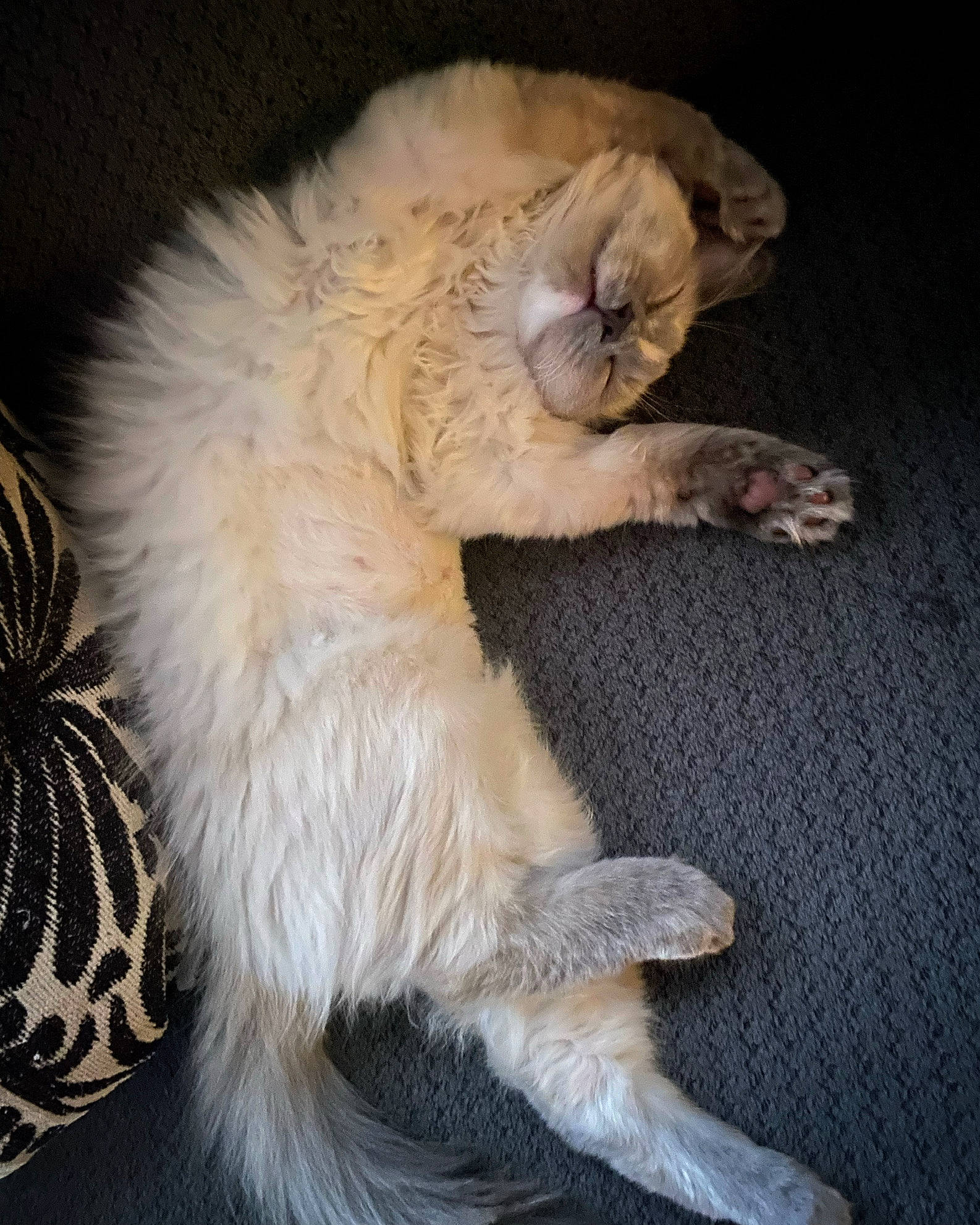 Light is registered to the contest to win money with this photo: carnivore, cat, claw, comfort, companion_dog, dog_breed, fang, fawn, felidae, foot, fur, laperm, nap, paw, small_to_medium_sized_cats, snout, tail, terrestrial_animal, whiskers