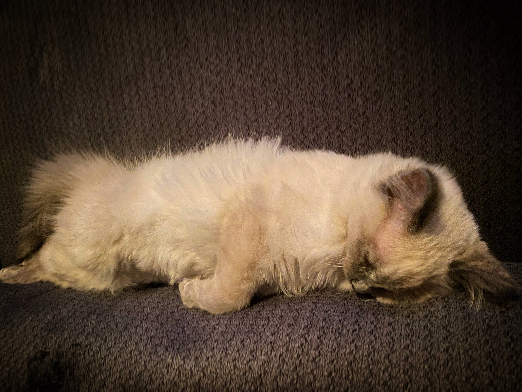 Light is registered to the contest to win money with this photo: canidae, carnivore, cat, claw, comfort, companion_dog, dog_breed, fawn, felidae, fur, nap, paw, ragdoll, siamese, sleep, small_to_medium_sized_cats, snout, sporting_group, tail, whiskers