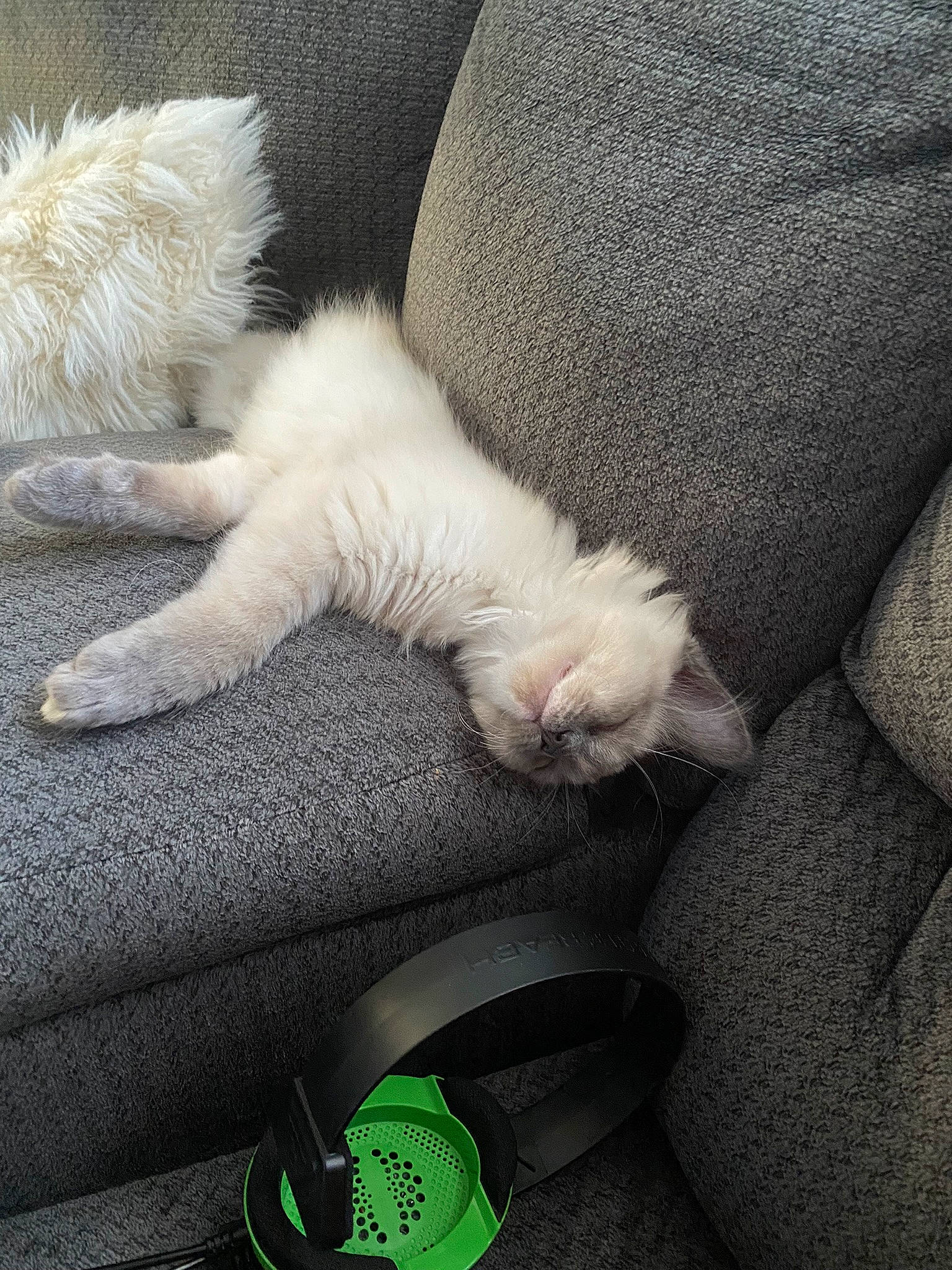 Light is registered to the contest to win money with this photo: canidae, carnivore, cat, claw, comfort, companion_dog, couch, domestic_short_haired_cat, felidae, fur, grey, human_leg, linens, nap, paw, sleep, small_to_medium_sized_cats, snout, tail, whiskers