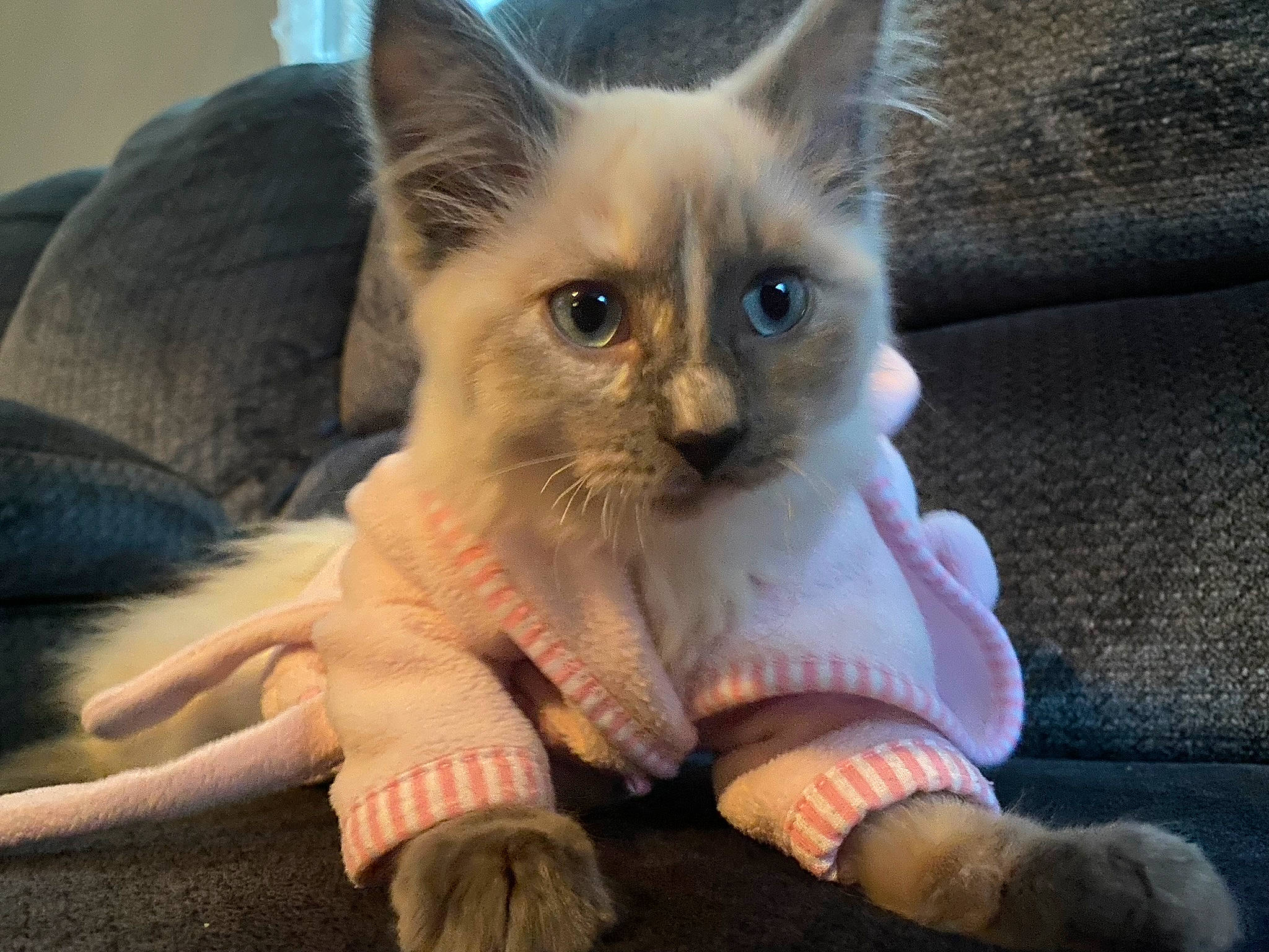 Light is registered to the contest to win money with this photo: balinese, birman, carnivore, cat, claw, comfort, couch, domestic_short_haired_cat, fawn, felidae, foot, fur, gesture, paw, sitting, small_to_medium_sized_cats, snout, tail, thai, whiskers