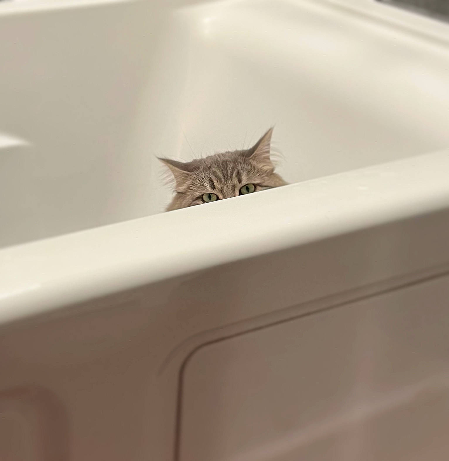Shadow joined the competition — help win amazing prizes! bathroom, bathroom_sink, bathtub, carnivore, cat, ceiling, domestic_short_haired_cat, felidae, flooring, fur, hardwood, plumbing, plumbing_fixture, room, small_to_medium_sized_cats, whiskers, window, wood