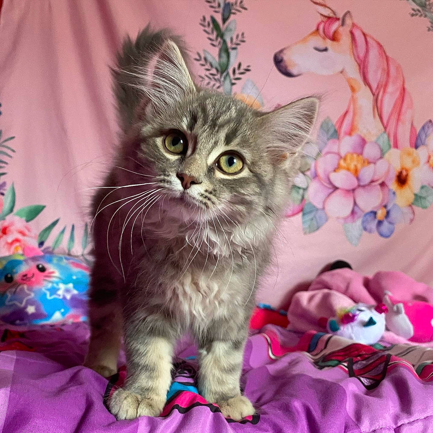 Shadow joined the competition — help win amazing prizes! art, carnivore, cat, claw, comfort, domestic_short_haired_cat, felidae, fur, magenta, pattern, paw, pink, small_to_medium_sized_cats, whiskers