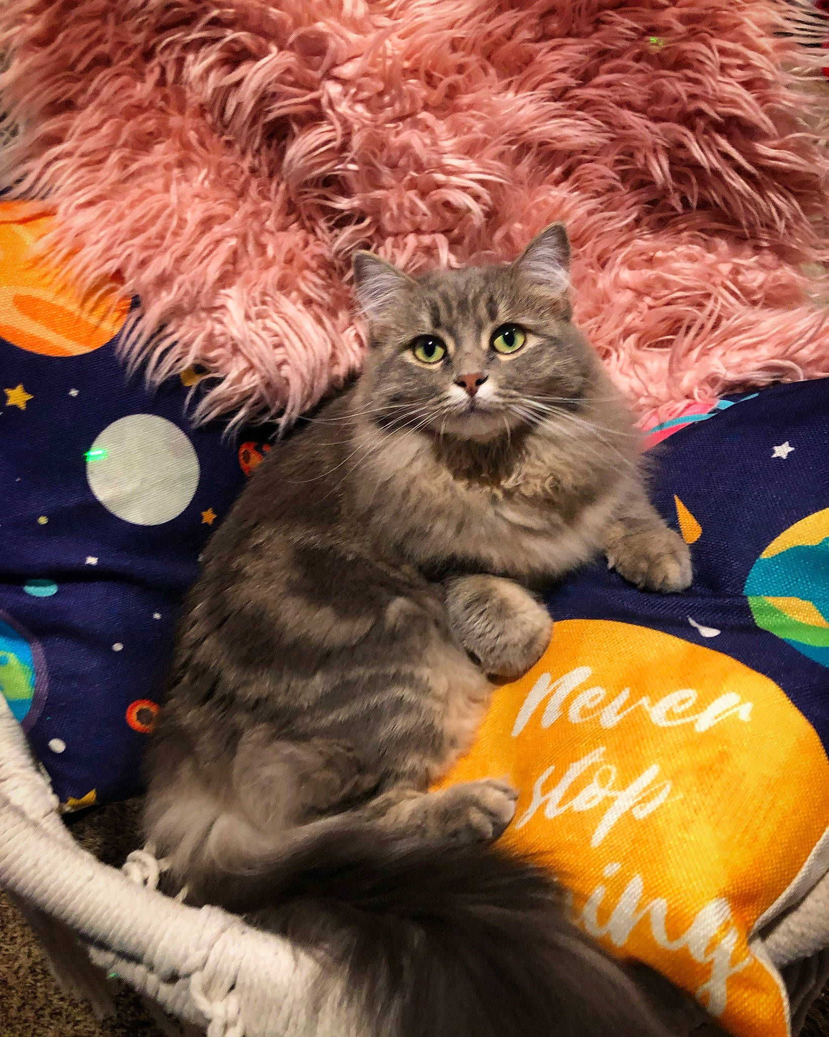 Shadow joined the competition — help win amazing prizes! art, calabaza, carnivore, cat, claw, domestic_short_haired_cat, event, felidae, fur, gourd, grey, illustration, orange, paw, plant, small_to_medium_sized_cats, tail, tree, vertebrate, whiskers