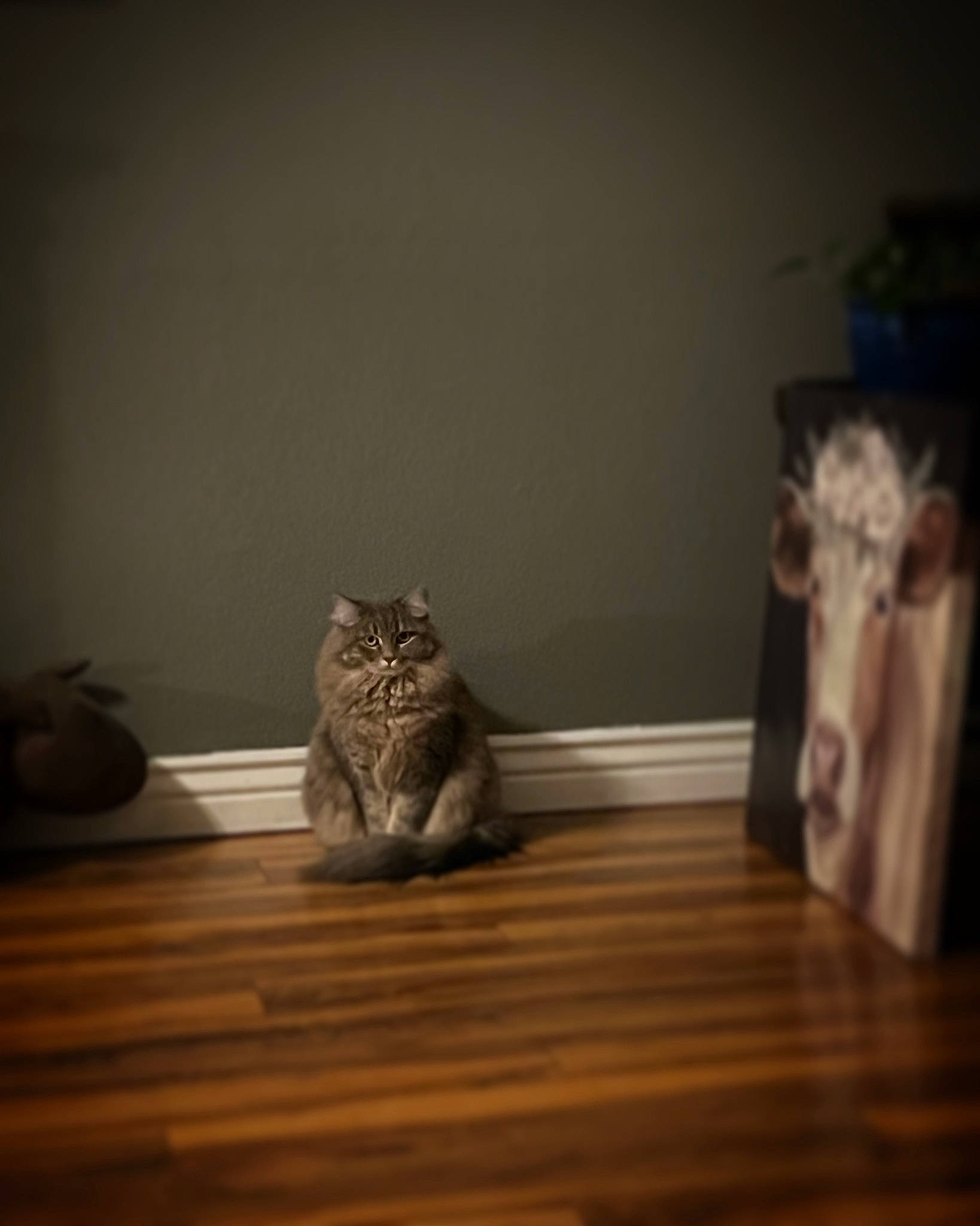 Shadow is registered to the contest to win money with this photo: brown, carnivore, cat, comfort, darkness, domestic_short_haired_cat, felidae, floor, flooring, fur, grey, hardwood, small_to_medium_sized_cats, snout, tail, whiskers, window, wood, wood_flooring, wood_stain