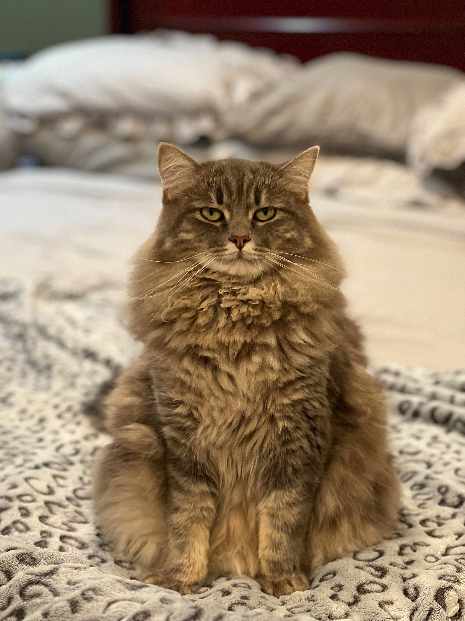 Shadow joined the competition — help win amazing prizes! british_longhair, carnivore, cat, domestic_short_haired_cat, felidae, fur, grass, grey, maine_coon, monochrome_photography, sitting, small_to_medium_sized_cats, snout, soil, tail, terrestrial_animal, whiskers, wildlife, winter, wood