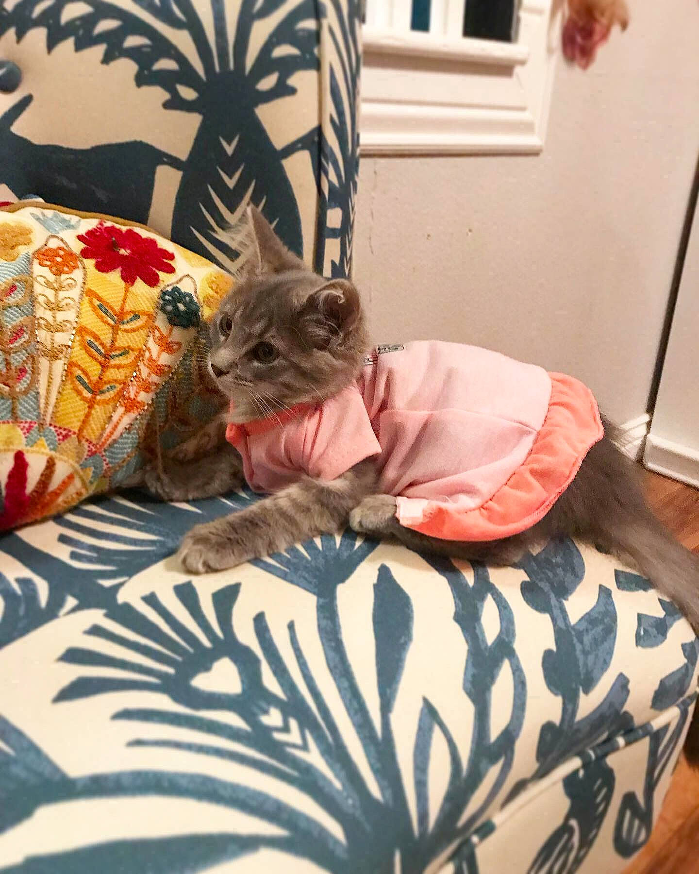 Ella joined the competition — help win amazing prizes! bed, bedding, carnivore, cat, comfort, domestic_short_haired_cat, fawn, felidae, flooring, fur, grey, hardwood, houseplant, linens, pattern, picture_frame, plant, room, small_to_medium_sized_cats, whiskers