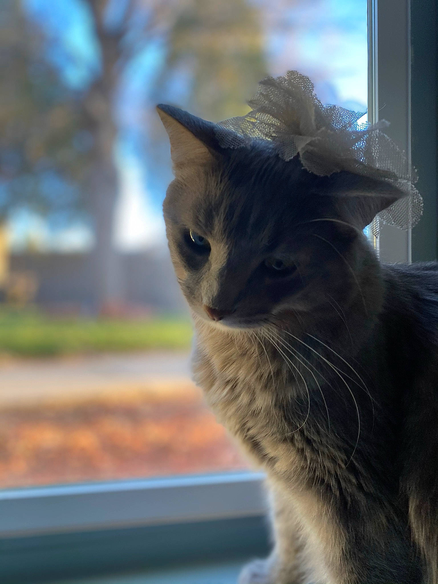 Ella joined the competition — help win amazing prizes! carnivore, cat, domestic_short_haired_cat, fawn, felidae, fur, small_to_medium_sized_cats, snout, tail, tree, whiskers, window