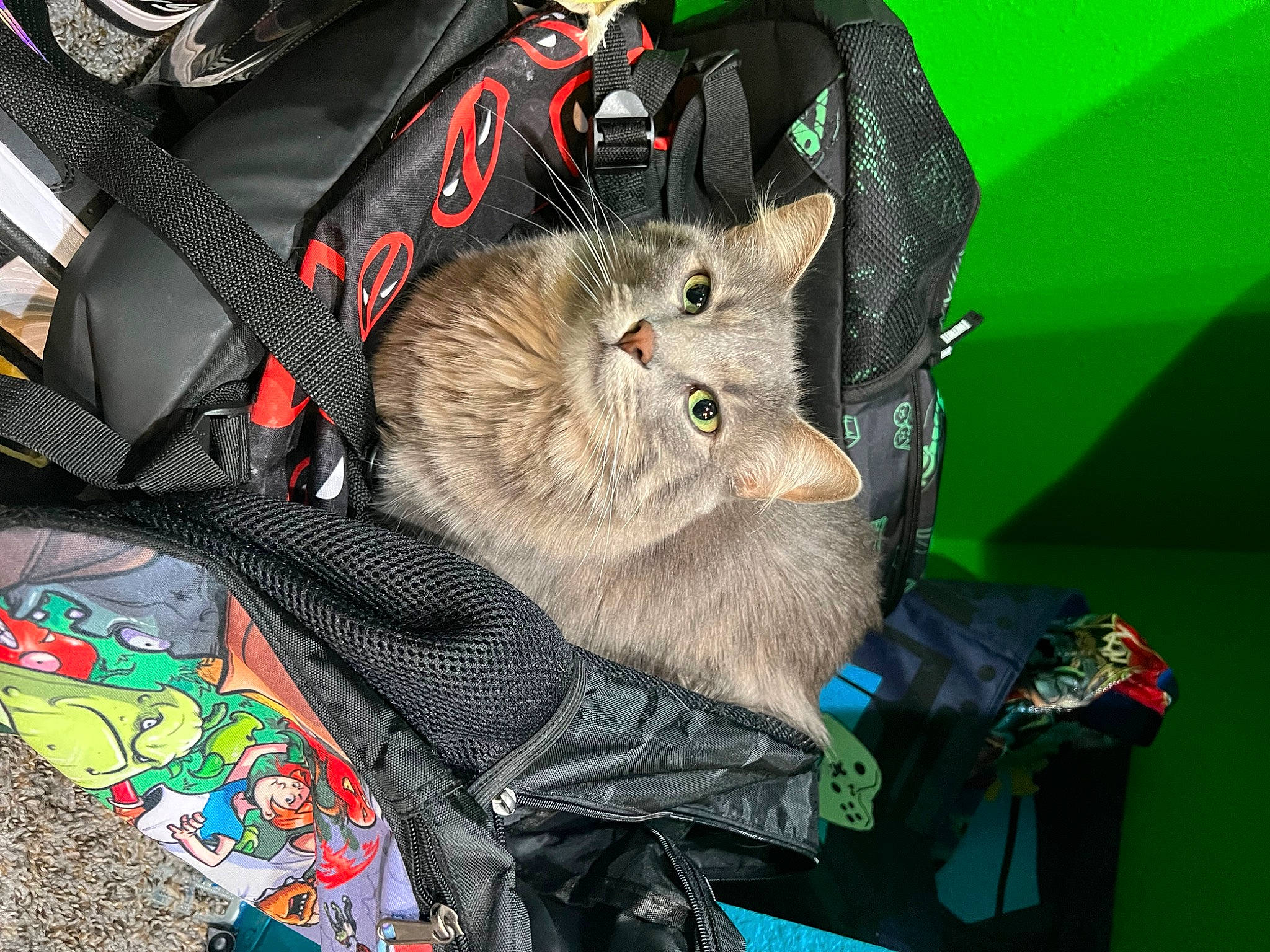 Ella joined the competition — help win amazing prizes! auto_part, baby_products, bag, baggage, carnivore, cat, domestic_short_haired_cat, fashion_accessory, fawn, felidae, fur, leash, luggage_and_bags, pattern, personal_protective_equipment, small_to_medium_sized_cats, snout, tail, whiskers