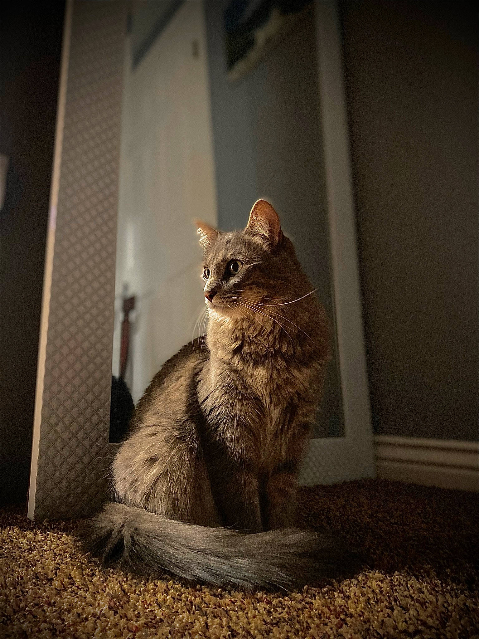 Ella joined the competition — help win amazing prizes! art, carnivore, cat, domestic_short_haired_cat, door, fawn, felidae, fur, grey, paw, shadow, sitting, small_to_medium_sized_cats, snout, tail, terrestrial_animal, whiskers, wildlife, window, wood