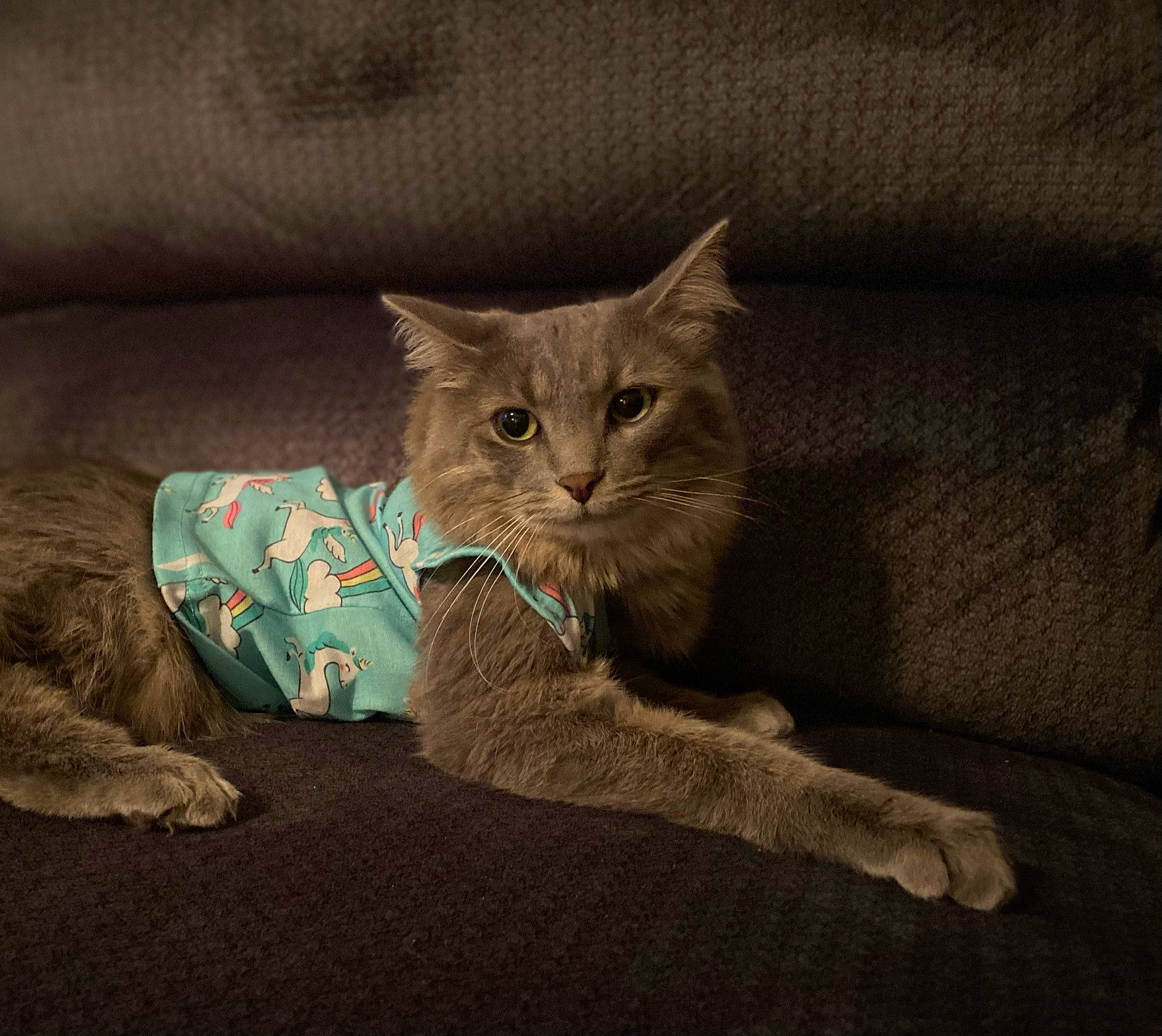 Ella is registered to the contest to win money with this photo: carnivore, cat, claw, comfort, couch, darkness, domestic_short_haired_cat, fawn, felidae, fur, grey, human_leg, linens, paw, sitting, small_to_medium_sized_cats, snout, tail, whiskers, window