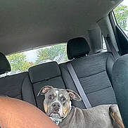 Taco joined the competition — help win amazing prizes! dog, car_interior, backseat, seatbelt, window, person_arm, headrest, gray_dog, curious, pet, domestic_animal, canine, resting, side_view, seat, collar, daylight, window_view, house, trees