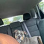 dog, car_interior, backseat, seatbelt, window, person_arm, headrest, gray_dog, curious, pet, domestic_animal, canine, resting, side_view, seat, collar, daylight, window_view, house, trees