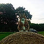 cat, hay_bale, grass, outdoor, field, tree, sky, animal, pet, fluffy, nature, mammal, rural, sunset, silhouette, fur, sitting, majestic, peaceful, landscape