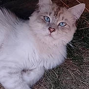 Timo a rejoint le concours — aidez-le/la à gagner de superbes lots ! cat, blue_eyes, fluffy, fur, grass, wood, outdoor, laying_down, pet, animal, whiskers, relaxed, nature, cute, mammal, closeup, portrait, feline, resting, curious
