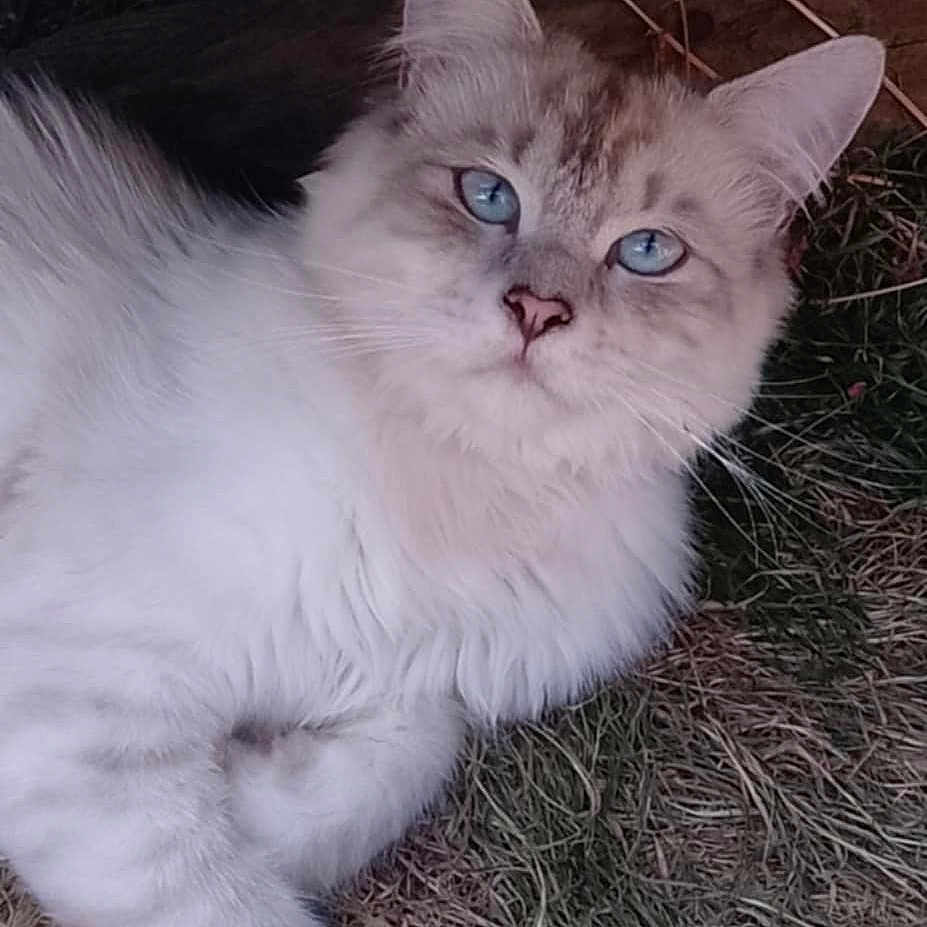 Timo a rejoint le concours — aidez-le/la à gagner de superbes lots ! animal, blue_eyes, cat, closeup, curious, cute, feline, fluffy, fur, grass, laying_down, mammal, nature, outdoor, pet, portrait, relaxed, resting, whiskers, wood