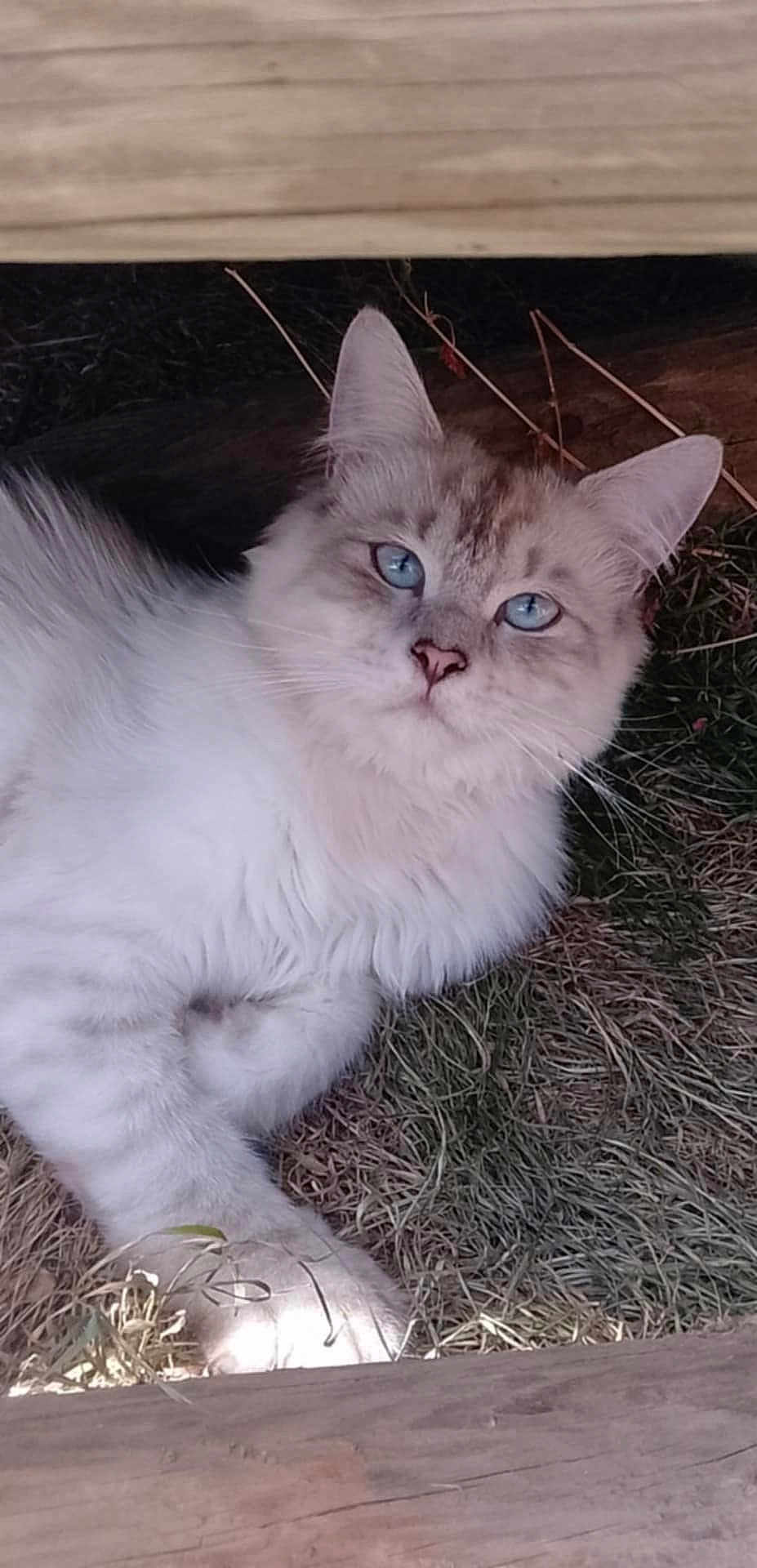 Timo a rejoint le concours — aidez-le/la à gagner de superbes lots ! cat, blue_eyes, fluffy, fur, grass, wood, outdoor, laying_down, pet, animal, whiskers, relaxed, nature, cute, mammal, closeup, portrait, feline, resting, curious