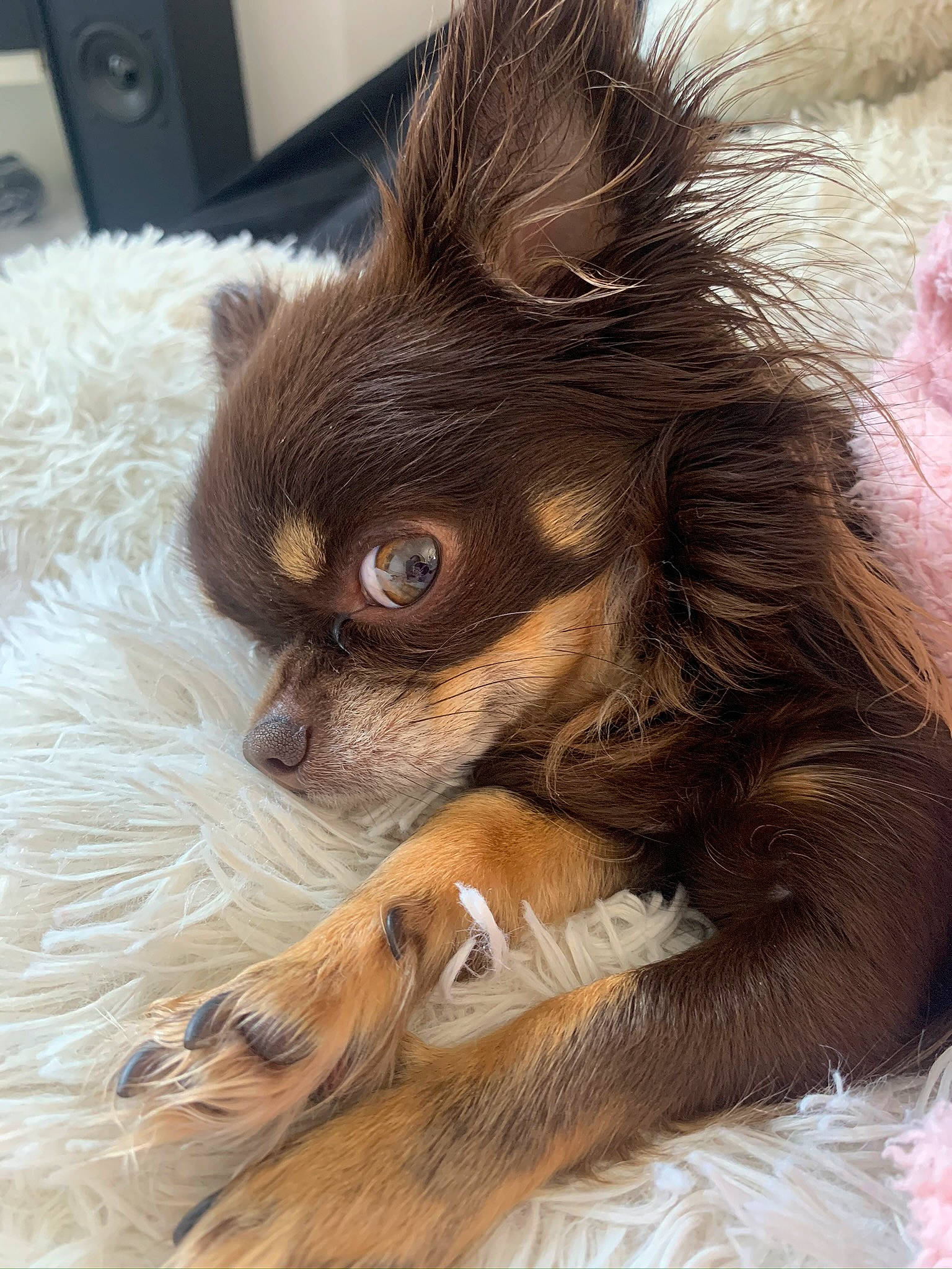Nessie participe au concours pour gagner de l'argent avec cette photo : canidae, carnivore, cavalier_king_charles_spaniel, companion_dog, dog, dog_breed, ear, fawn, fur, liver, paw, snout, spaniel, sporting_group, terrestrial_animal, toy_dog, whiskers, wildlife, wood, working_animal