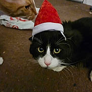 Nacho is registered to the contest to win money with this photo: animal, black_and_white_cat, brown_carpet, carpet, cat, close_up, curious, cute, domestic_cat, eyes, feline, hat, holiday, indoor, orange_cat, pet, santa_hat, sniffing, two_cats, whiskers