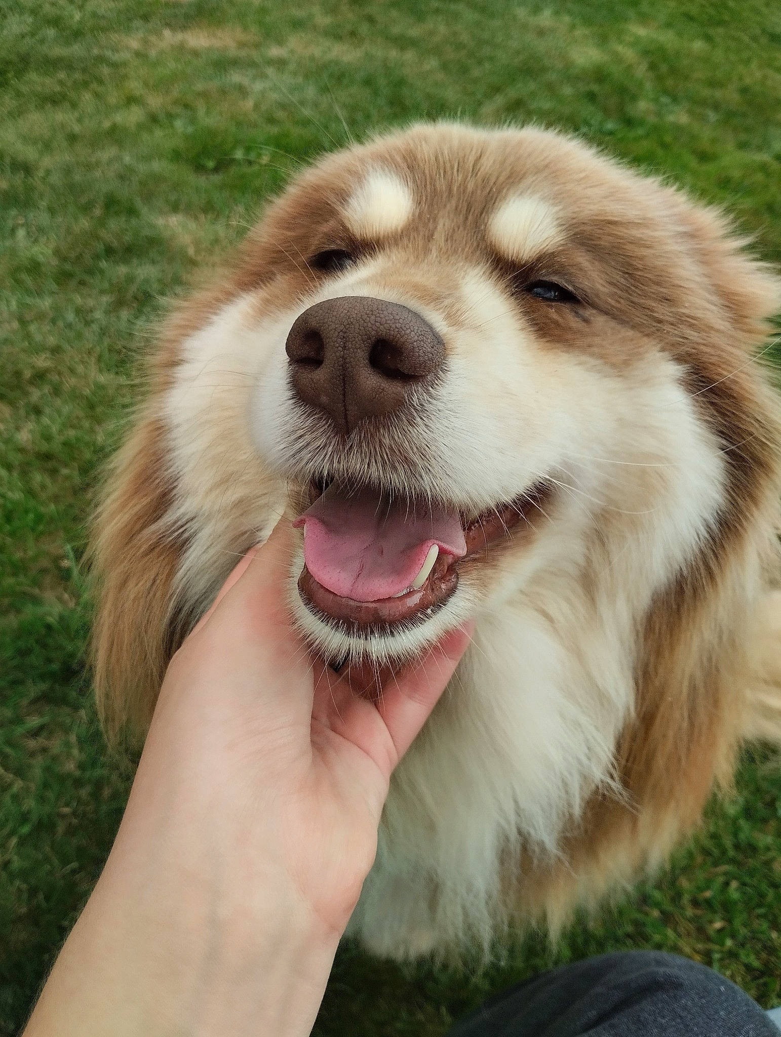 Oréo a rejoint le concours — aidez-le/la à gagner de superbes lots ! ancient_dog_breeds, carnivore, companion_dog, dog, dog_breed, fang, fur, grass, shout, snout, sporting_group, terrestrial_animal, whiskers, working_dog